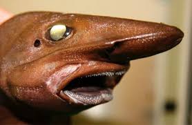 The Ugliest Fish You Ll See All Day Fish Head Weird Sea Creatures Deep Sea Creatures Sea Creatures