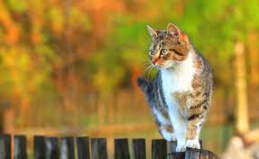 Garten Katzensicher Machen 5 Tipps Zur Katzenabwehr Tiere Katzen Und Garten
