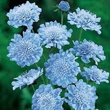 Butterfly Blue Scabiosa Scabiosa Plants Sun Perennial Flowers Blue Scabiosa Plants Spring Hill Nursery Showy Flowers