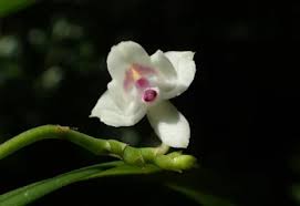 Image result for Polystachya valentina