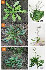 Image result for Capsella