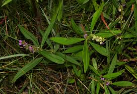 Image result for Polygala albida