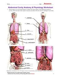 This photo gallery presents the anatomy of the abdomen by means of ct (axial, coronal, and sagittal reconstructions). Abdominal Cavity Anatomy Physiology Worksheet Answers