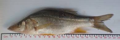 Robalo Aleta Amarilla Centropomus Robalito Naturalista