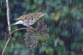 Image result for トラツグミ