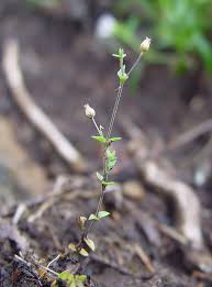 Image result for Cliffortia serpyllifolia