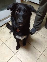 Black And White Border Collie Lab Mix Puppy Pin By Amber Carlson On Soft Spot Border Collie Lab Mix Collie Border Collie