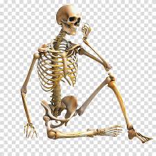 501 human long bone products are offered for sale by suppliers on alibaba.com, of which human hair extension accounts for 1%. Human Body Skeleton Appendicular Skeleton Axial Skeleton Joint Muscle Bone Tissue Sternum Long Bone Synovial Joint Anatomical Model Human Skeleton Transparent Background Png Clipart Hiclipart