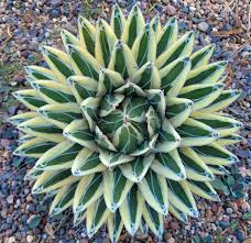 Image result for Selago albomarginata