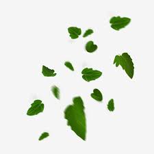 Floating Material Green Leaves Falling Free Buckle Green Leaf Leaves Leaf Png Transparent Clipart Image And Psd File For Free Download Floating Material Autumn Leaves Green Leaves