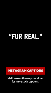 77 Unused Captions For Your Dog S Instagram Dog Instagram Captions Instagram Captions Good Instagram Captions