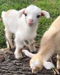 Eet Saturn A Cute Baby Goat Who Loves To Play With His Sister Photo By Gypsygoatfarm Animalonplane Baby Farm Animals Cute Baby Animals Cute Goats
