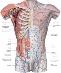 It describes the theatre of events. Figure 2 From Introduction To Chest Wall Reconstruction Anatomy And Physiology Of The Chest And Indications For Chest Wall Reconstruction Semantic Scholar