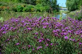 Image result for Vernonia zanzibarensis