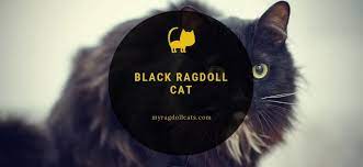 Jul 14, 2021 · dawson is a handsome black solid male ragdoll kitten that was born on 6/12/2021. Black Ragdoll Cat The 2021 Truth About These Beautiful Cats