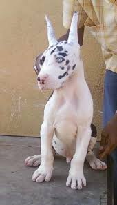 Great dane has its origin from germany although some are of the belief that this dog breed has ancient origins. Great Dane Bull Puppies For Sale Petsidi