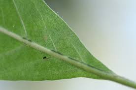 Image result for Psychotria pumila