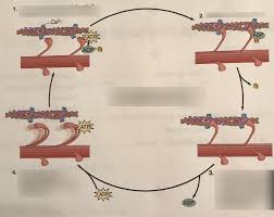 Neuromuscular Junction Flow Chart Diagram Quizlet