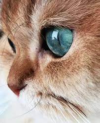 Photo Google Beautiful Cat Cute Kittens Hayvan Bebekler Hayvanlar