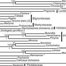 Image result for Stemodiopsis buchananii