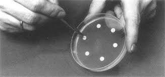 Mueller hinton agar (mha) can be purchased from commercial suppliers or can also be prepared from the dehydrated medium. Mueller Hinton Agar Mha Composition Preparation Uses Microbe Online