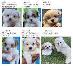 Maybe you would like to learn more about one of these? Maltese Shih Tzu Puppies For Sale 4300