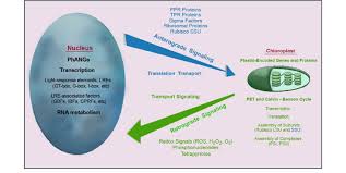 Nucleus in plant cell was discovered by. Anterograde And Retrograde Signaling In Photosynthetic Plant Cells In Download Scientific Diagram