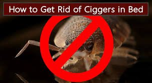 As the end result, you will end up with a chiggers rash. How To Get Rid Of Chiggers In Bed Prevent And Ways To Resolve