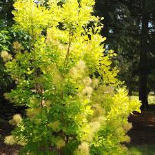 Golden Spirit Smoke Bush Cotinus Coggygria Golden Spirit At Wayside Gardens Plants Smoke Bush Smoke Tree