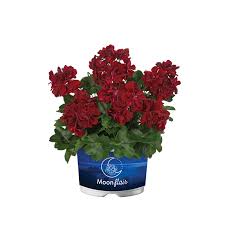 Image result for Pelargonium