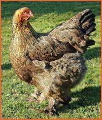 Poule Brahma : tout savoir sur cette poule pondeuse