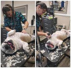 Pet dog being professionally groomed in salon. All Pets Grooming Salon Wanna Give Your Pet A Real Spa Experience Give Us A Call D Southside 904 619 3893 Oakleaf 904 606 2222 Facebook