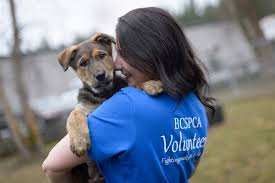 Animal shelter volunteering is important for providing healthy places for animals in need of forever families. Programs Services Bc Spca