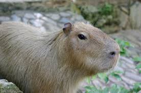 Below you'll discover the complete list of animal names our researchers have written about so far. Capybara Facts For Kids Animal Fact Guide