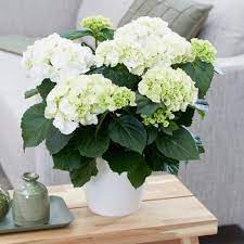 Next day delivery is temporarily unavailable. White Hydrangea Plant