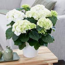 First discovered in japan, the name hydrangea comes from the greek hydor, meaning water, and. White Hydrangea Plant