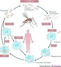 1 Leishmania donovani life cycle. The sandfly (top) and mammalian stage...  | Download Scientific Diagram