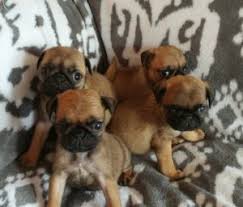 Check out our pug puppies selection for the very best in unique or custom, handmade pieces from our shops. Pug Puppies For Sale In North Carolina South Carolina Nc Sc Carolina Pugs