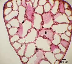 Image result for Eleocharis welwitschii