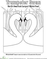 The trumpeter swan (cygnus buccinator) is a species of swan found in north america. Trumpeter Swan Worksheet Education Com