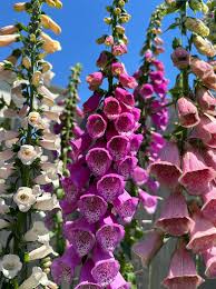 Foxglove