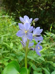 Image result for Monochoria