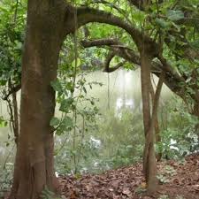 Image result for Ficus trichopoda