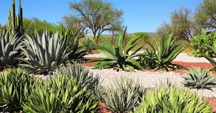There are few succulents that are this blue, which makes the blue fingers a popular choice for those looking. 16 Types Of Agave Plants Varieties For Houseplant And Landscape Use
