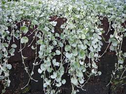 Image result for Dichondra