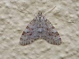 Image result for Trichopteryx