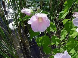 Image result for Malvaceae: Byttnerioideae, Helicteroideae