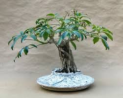 Plant tree species that are less prone to root exposure. Exposed Root Schefflera Bonsai