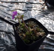 Image result for Coleus coeruleus