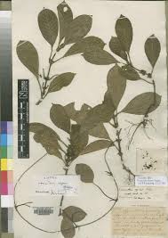 Image result for Lasianthus kilimandscharicus